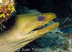 Green Moray in Parguera, Puerto Rico. by Juan Torres 